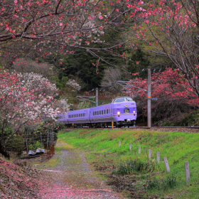 Super Express Train in Spring Color, TODA Naoko