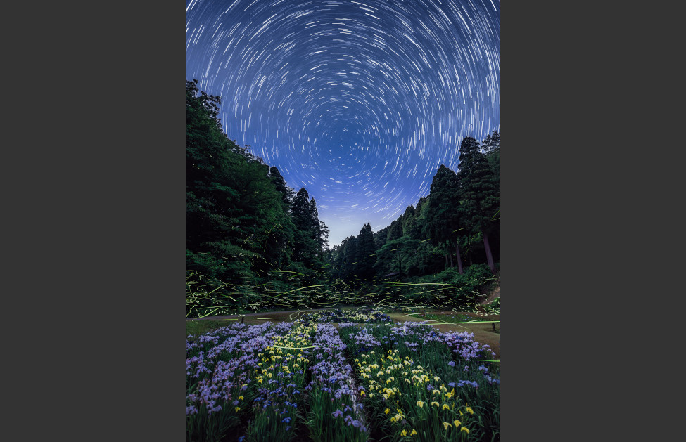 ホタル舞う花園