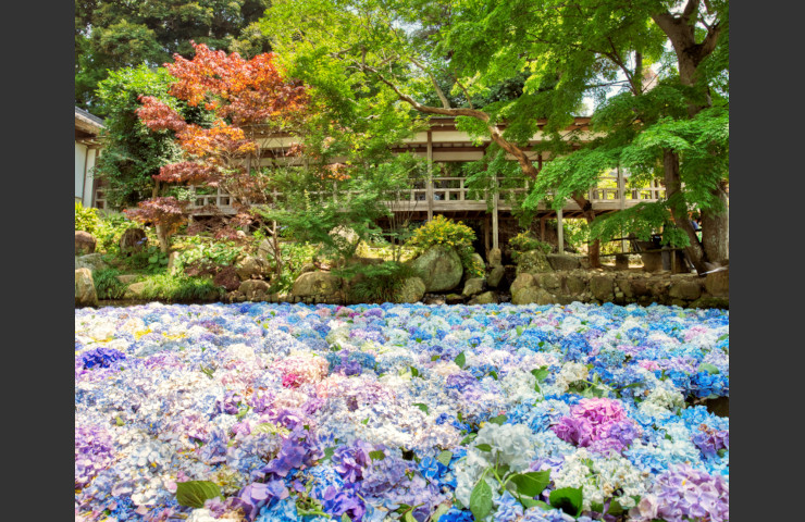 山の恵みの花と回廊